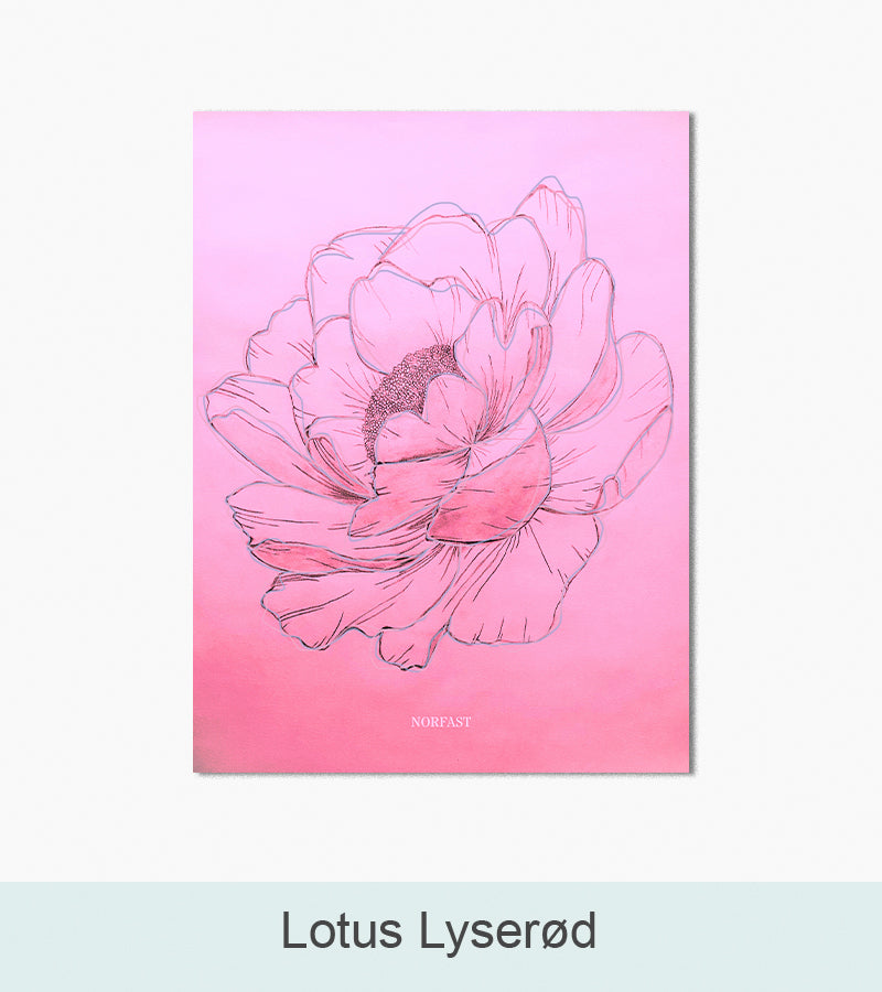 Nordlys Prints galleri: Lotus lyserød. Værk af Simone Norfast.